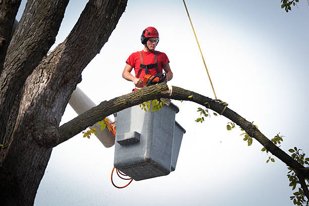 Best Emergency Tree Removal  in Bloomfield, IA